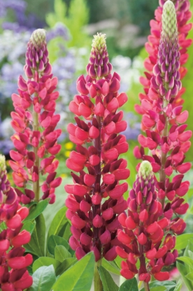 Picture of Lupin Russell Strain - My Castle